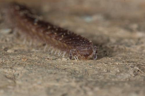 Polydesmus sp.